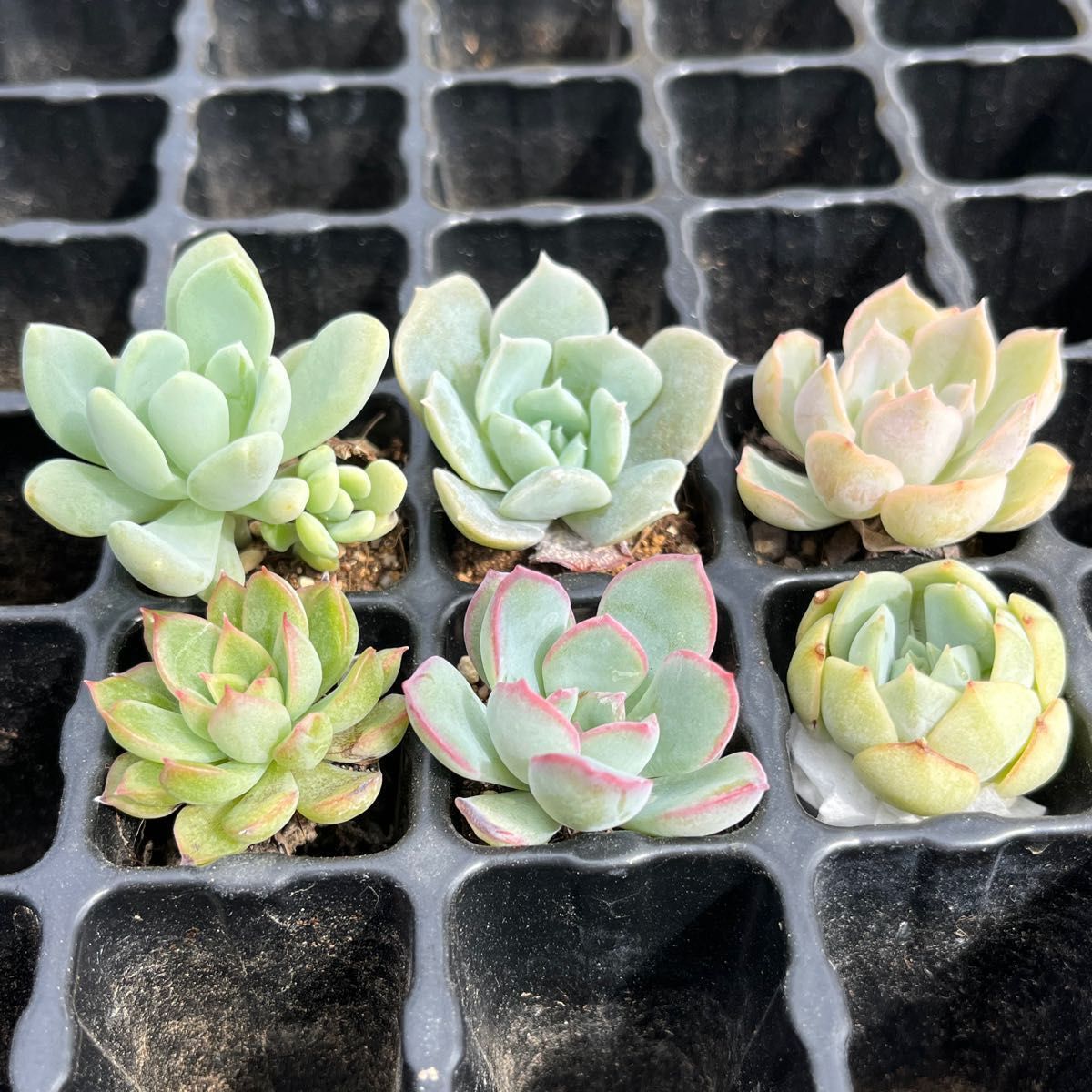 格安販売の 韓国苗 国産苗 多肉セット カット苗 抜き苗 多肉植物 植物
