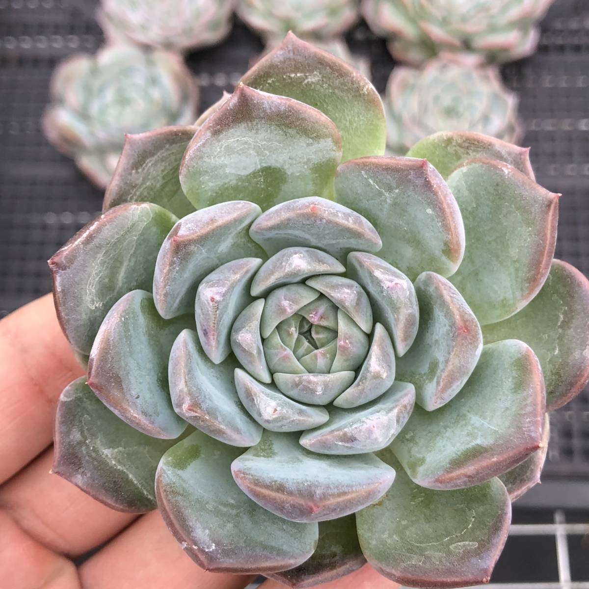 多肉植物10個 0808-D125 アイススピリット エケベリア カット苗 発送日