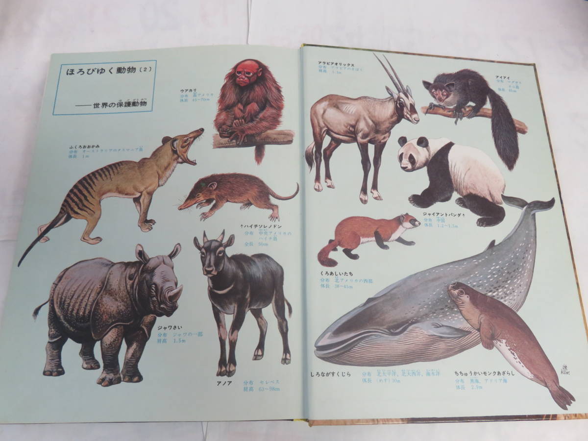 昭和レトロ】動物の図鑑 小学館の学習百科図鑑5 Wide Color 今泉 昭和レトロ】動物の図鑑 小学館の学習百科図鑑5 Wide Color 今泉