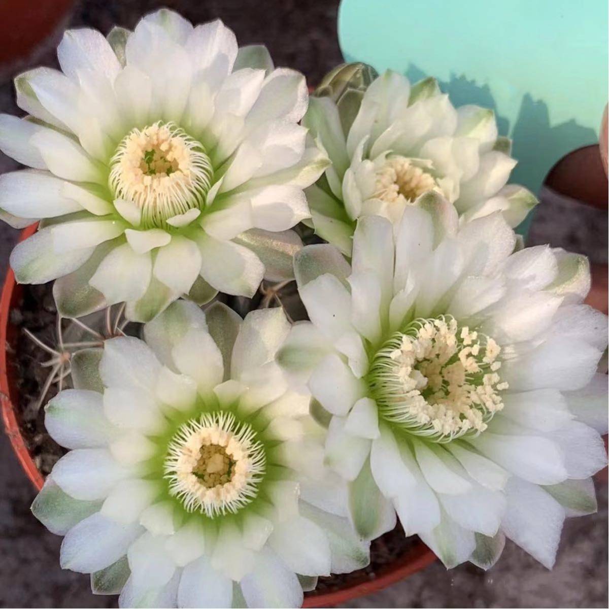 多肉植物 花サボテン 緑花緋花玉(実生)|サボテン 多肉植物 花サボテン 緑花緋花玉(実生)|サボテン