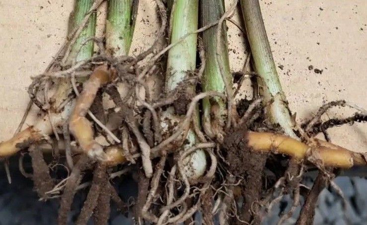 ミョウガ(茗荷)苗2株分 丈と葉っぱを切り落とし発送致します (土 ミョウガ(茗荷)苗2株分 丈と葉っぱを切り落とし発送致します (土