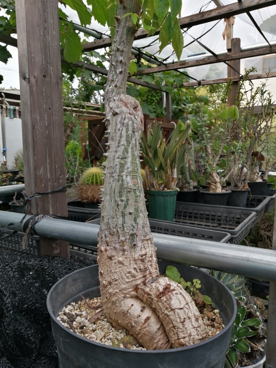 パラボラッチョ苗3本 トックリキワタ 塊根植物 コーデックス サボテン