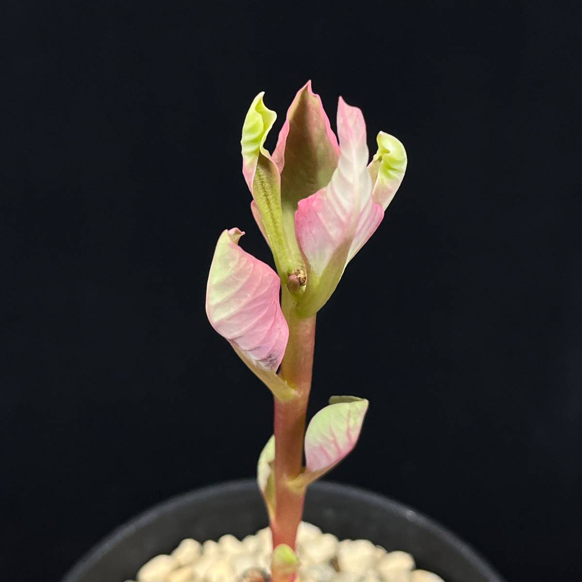 《PW》モナデニウム（ユーフォルビア）“グロボーサム,Monadenium globosum”塊根 コーデックス 多肉植物_画像5