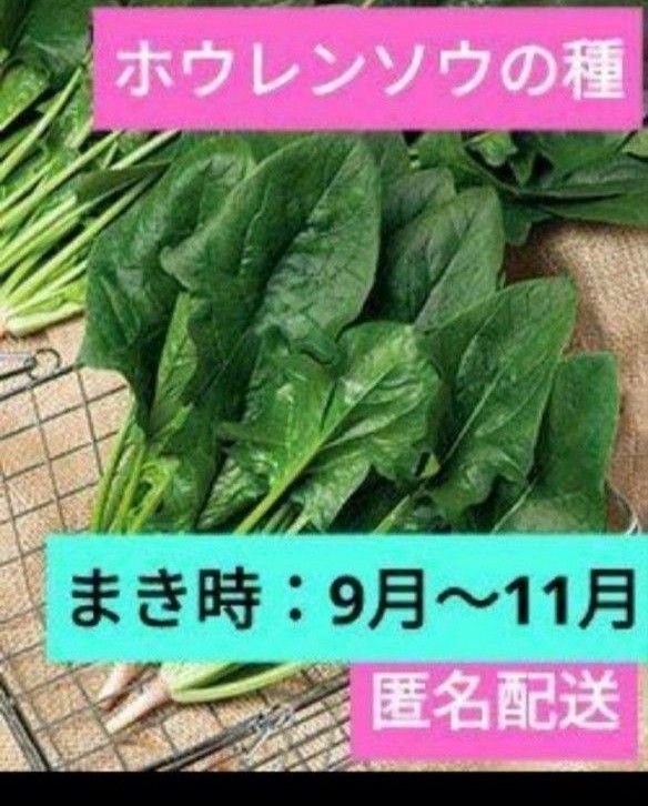 ほうれん草のタネ 