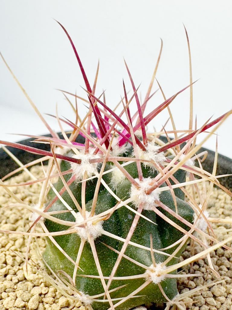 フェロカクタス 旋風玉 Ferocactus cylindraceus var.tortulospinus メキシコ 鯱頭変種 抜き苗送料無料 実生選抜株　神仙玉　ガーデン_画像4