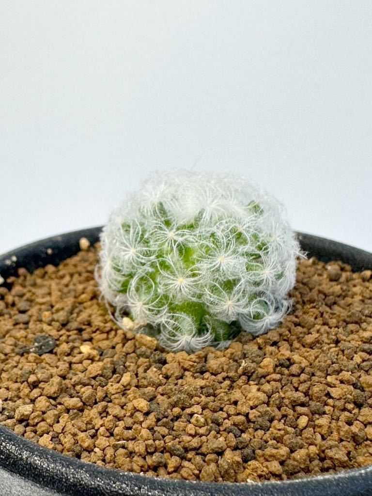 マミラリア 白星 Mammillaria plumosa メキシコ原産 実生株 絶滅危惧種 抜き苗送料無料 検マミラリア 白刺　サボテン　希少種_画像2