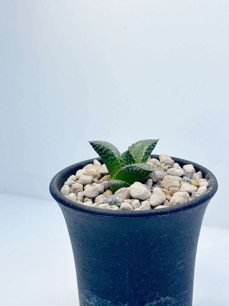 ハオルチア 吹 雪 'Fubuki' haworthia venosa 霧状の白濁り窓特異 アフリカ原産 抜き苗送料無料 検 竜燐 硬葉 ハオルシア 美種_画像5