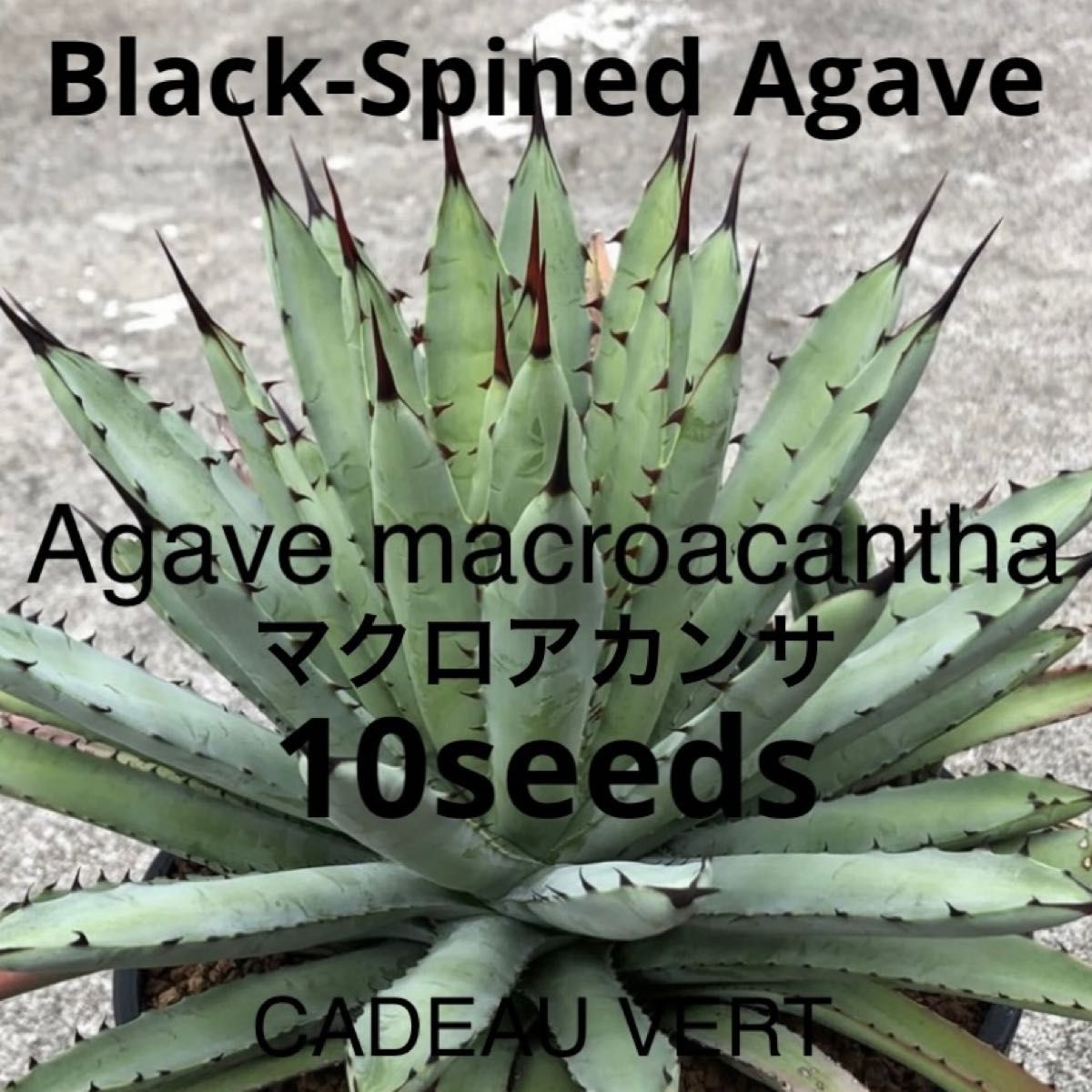 【種子】Agave macroacantha☆アガベ マクロアカンサ種子10粒