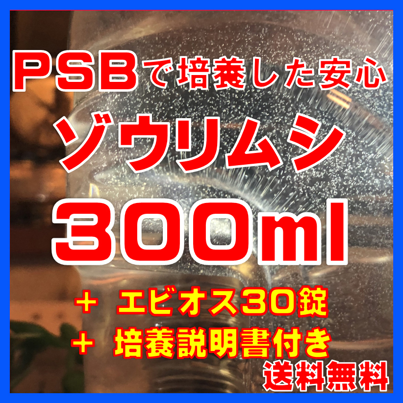 ★送料無料★PSBで培養したゾウリムシ種水300ml＋エビオス30錠＋培養説明書　メダカの針子、稚魚、幼魚、越冬中にも安心。_画像1