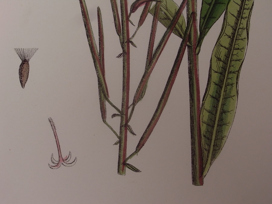 英English botanity植物画アンティークボタニカルプリントSowerby(ジェームス・サワビー)オオアカバナ（柳蘭）の画像3
