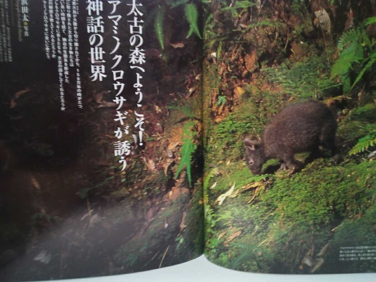  out of print ** weekly japanese natural memory thing 3ama rumen black rabbit ** Kagoshima prefecture Amami Ooshima virtue . island * night line . meal heaven .* japanese . raw rabbit Japan no rabbit other!