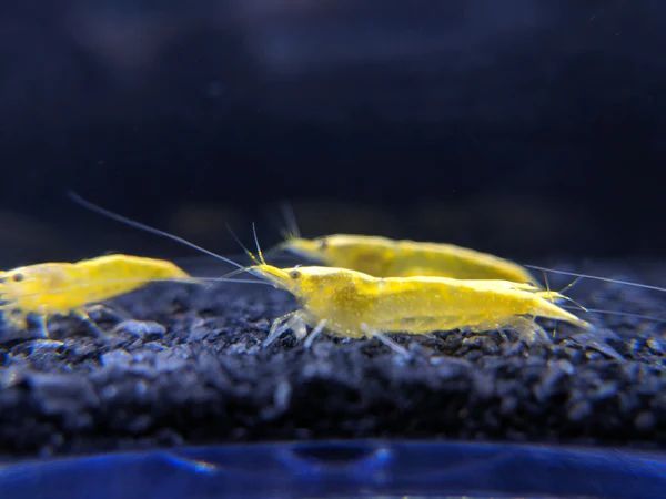 [OSH] yellow Cherry shrimp 35 pcs 