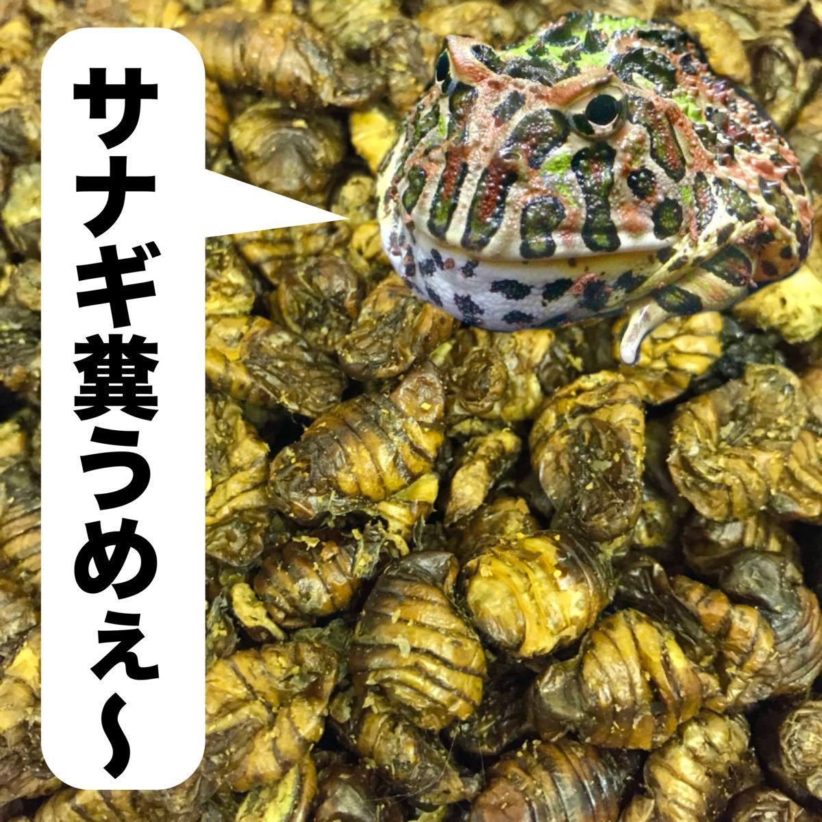 ベルツノガエル 各種ツノガエル トカゲ ヤモリ イモリの餌 丸サナギ 乾燥タイプ400g入り たんぱく質豊富 コオロギ ゴキブリの代用品として ベルツノガエル 各種ツノガエル トカゲ ヤモリ イモリの餌 丸サナギ 乾燥タイプ400g入り たんぱく質豊富 コオロギ ゴキブリの代用品として
