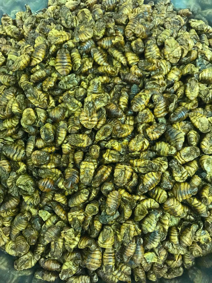 ベルツノガエル 各種ツノガエル トカゲ ヤモリ イモリの餌 丸サナギ 乾燥タイプ400g入り たんぱく質豊富 コオロギ ゴキブリの代用品として ベルツノガエル 各種ツノガエル トカゲ ヤモリ イモリの餌 丸サナギ 乾燥タイプ400g入り たんぱく質豊富 コオロギ ゴキブリの代用品として