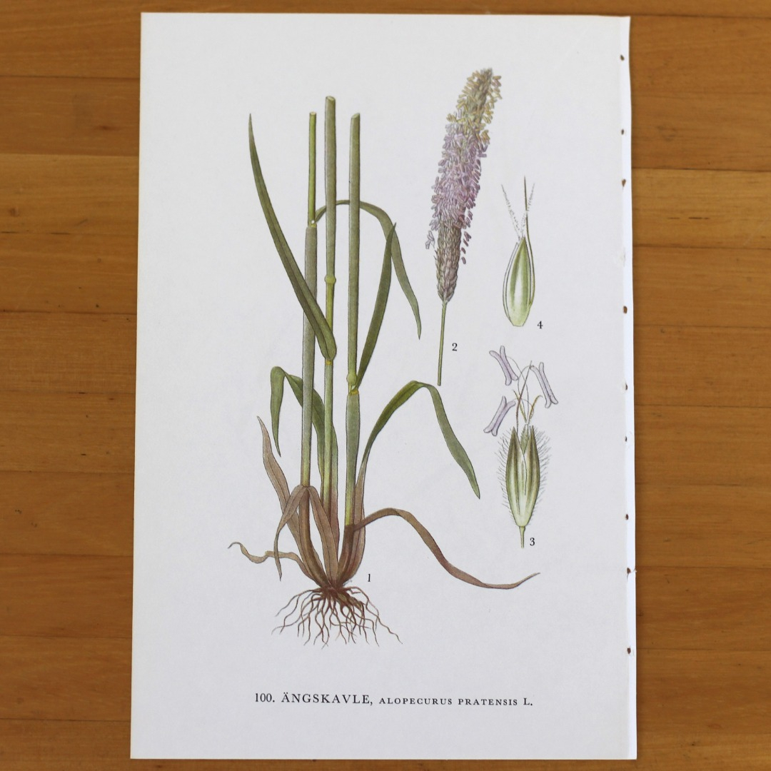 最終出品 ボタニカルアート ヴィンテージ ポスター 古い 植物図鑑 植物画 イトコヌカグサ 北欧 スウェーデンの植物 ヨーロッパ｜PayPayフリマ