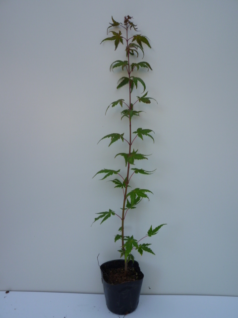 イロハモミジ 樹高0.5m前後 10.5cmポット （50本セット）（送料無料） 苗 植木 苗木 庭