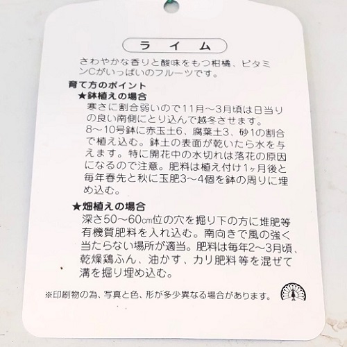 ライム 樹高0.5m前後 15cmポット （15本セット）（送料無料） お手軽にベランダでも 苗 植木 苗木 庭_画像3