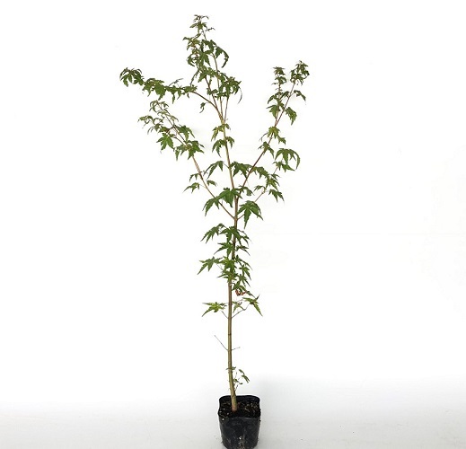 イロハモミジ 樹高0.8m前後 10.5cmポット (20本セット)(送料無料) 苗 植木 苗木 庭