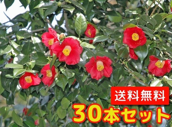 ヤブツバキ 樹高0.5m前後 10.5cmポット （30本セ+kocomo.jp