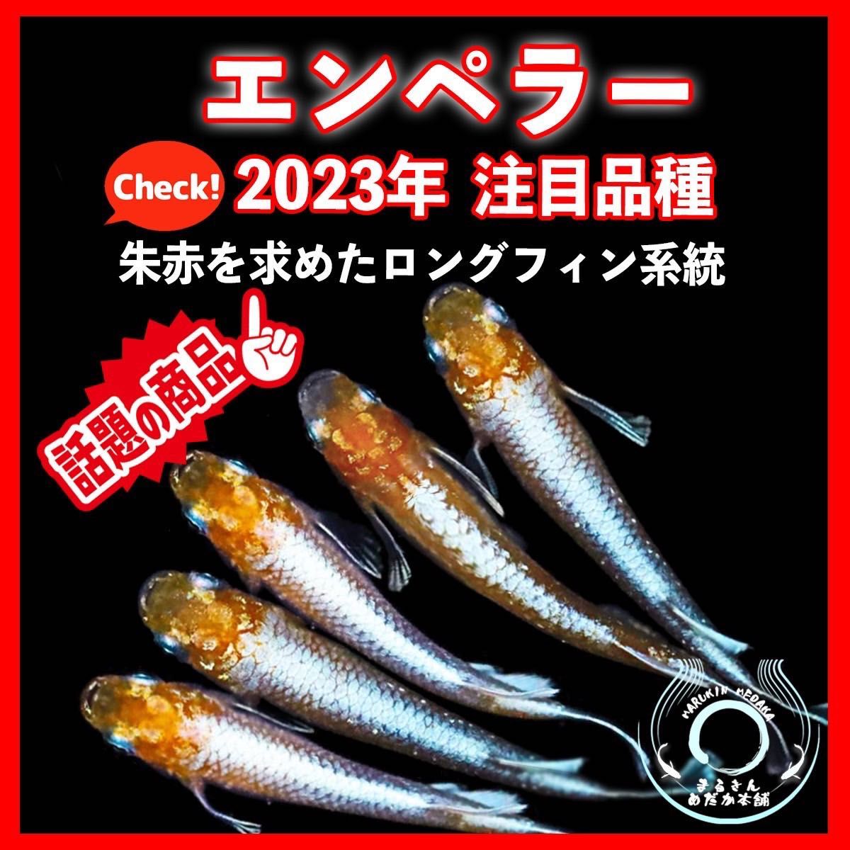 やまちゃん様 専用出品 MNFラメ10+α エンペラー 20+α