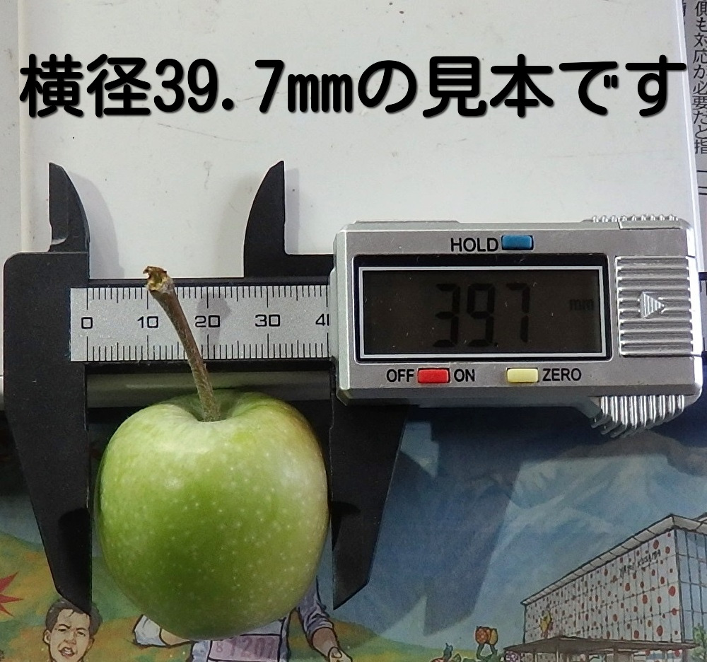 即決□信州安曇野摘果りんご(加工用)約10キロ[やや小玉のため特価