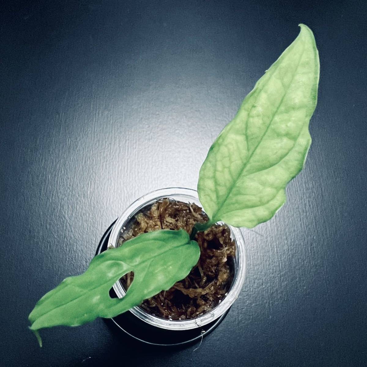 希少 【 ペルー個体 】 モンステラ オブリクア 2 Monstera obliqua