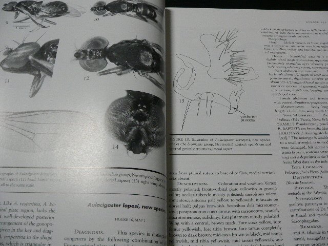 スミソニアン博物館研究報告633号（昆虫：Diptera: Aulacigastridae）ハエ目（双翅目） 2011年_画像8