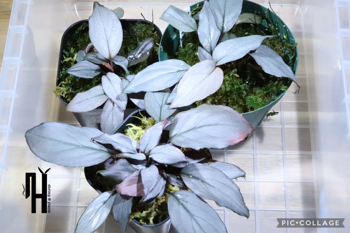 ヒサイチplants】Homalomena sp. sapphire velvet KN便 ホマロメナsp