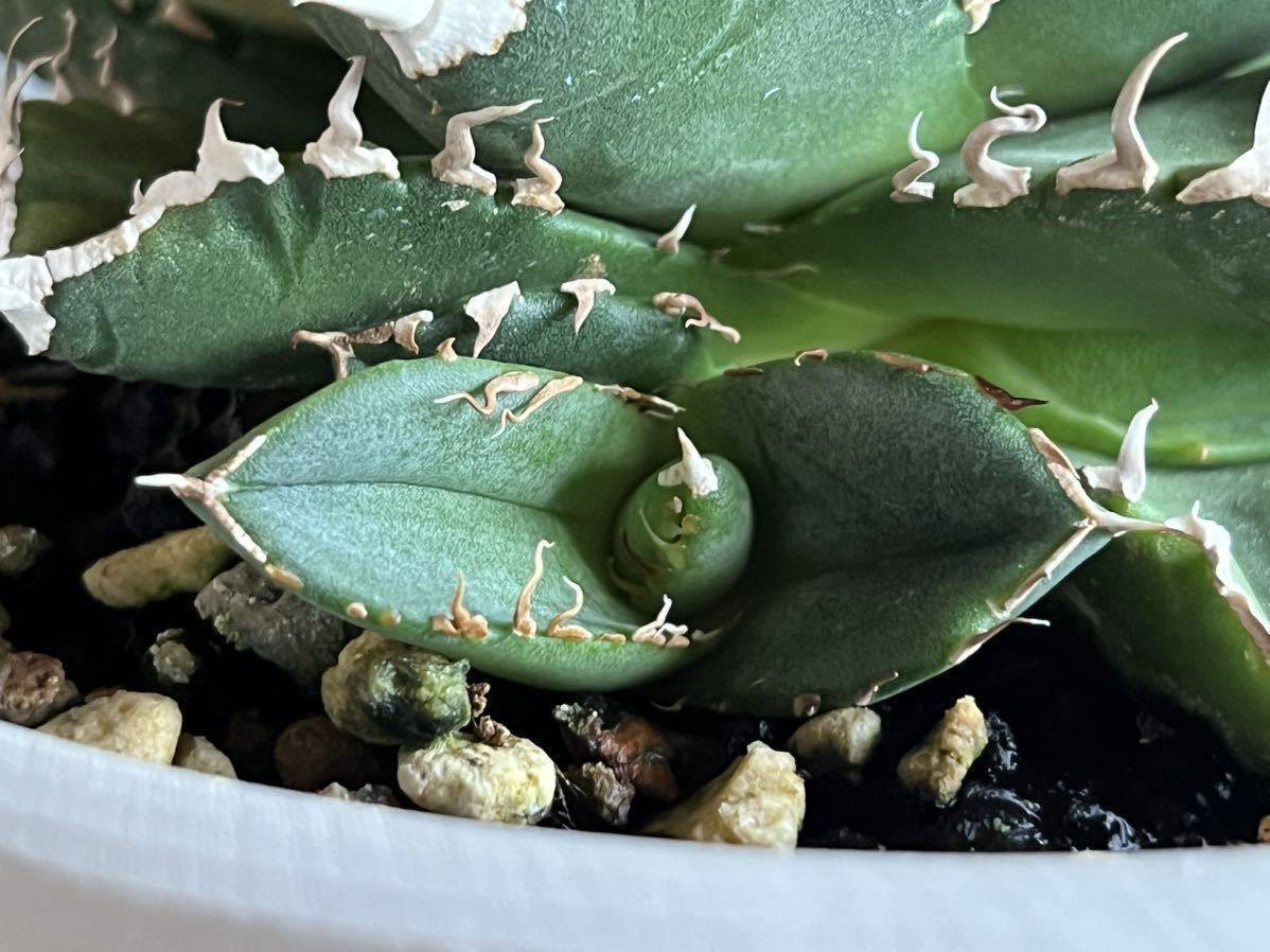 激安通販 アガベチタノタ清桜 子株 Agave titanota seo 清櫻( 検索