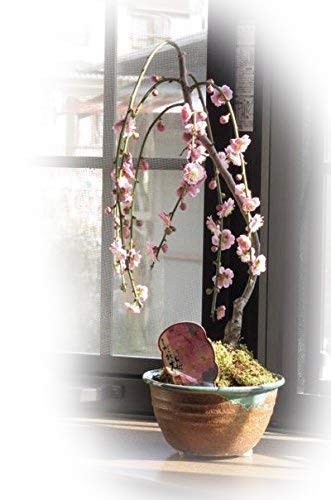 盆栽 人気 しだれ梅 梅盆栽 香りと ピンクの梅の お花が楽しめます お花からもいい香りがします_画像1