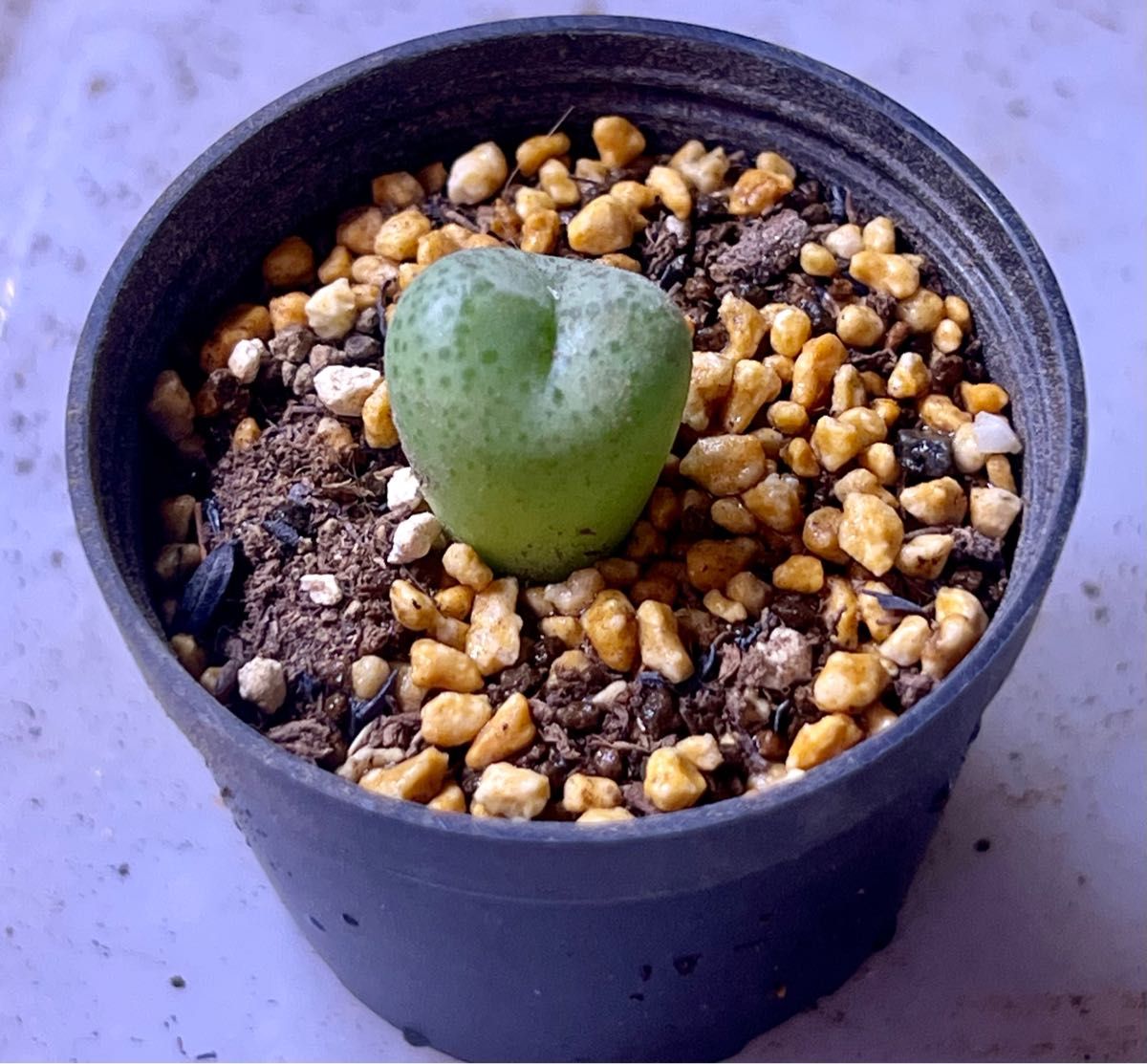 コノフィツム フィシフォルメ Conophytum ficiforme