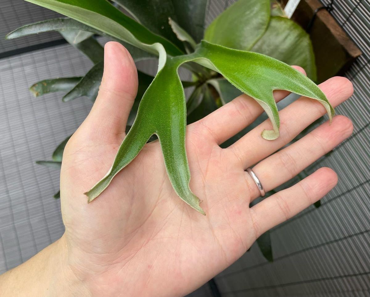 Yahoo!オークション - きよし P.alcicorne 'Gorgon' ビカクシダ Yahoo!オークション - きよし P.alcicorne 'Gorgon' ビカクシダ