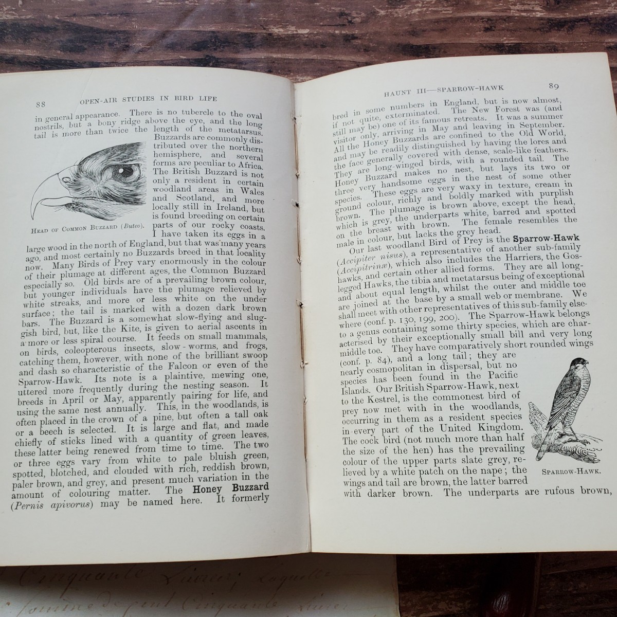 セール 1903年 表紙の鳥イラストがとても素敵な♪アンティーク鳥生態学書♪の画像7