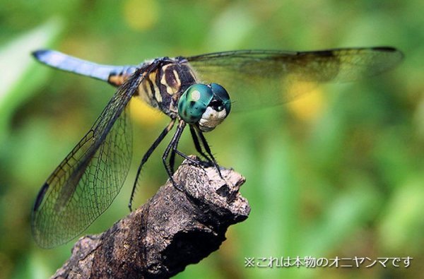 item_image_10