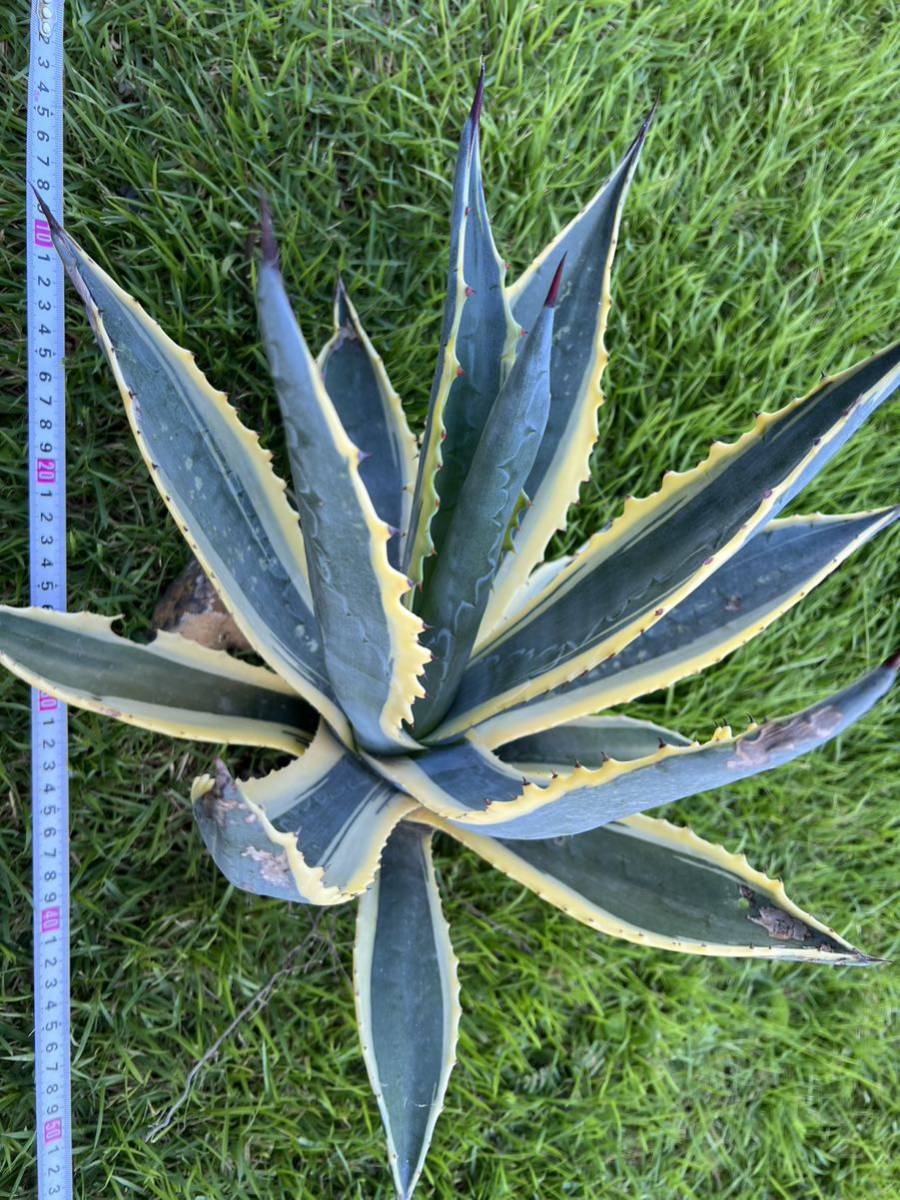農園直送】特大サイズ AGAVE アガベ アメリカーナ錦 アメリカーナ