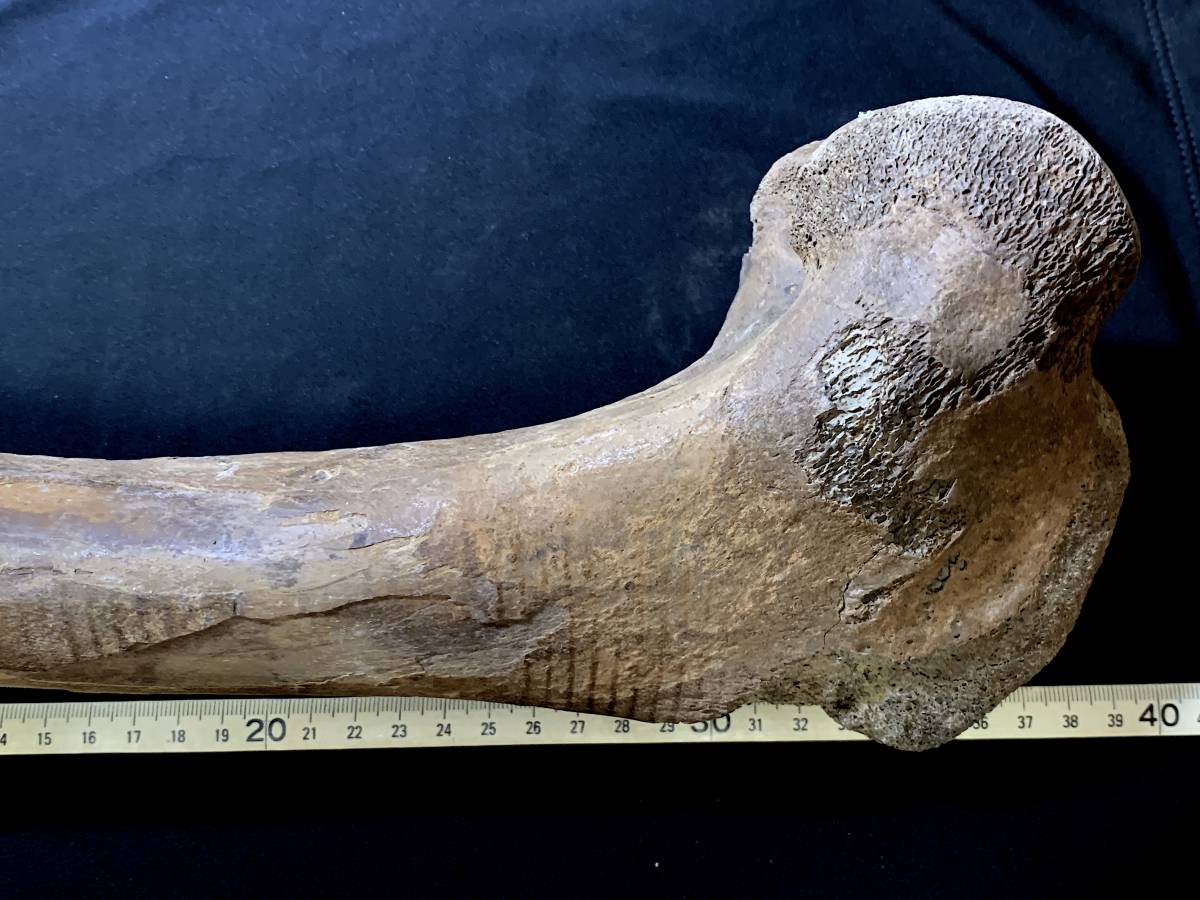 氷河期大型草食動物化石・G053・1350g（中国産化石標本）_画像3