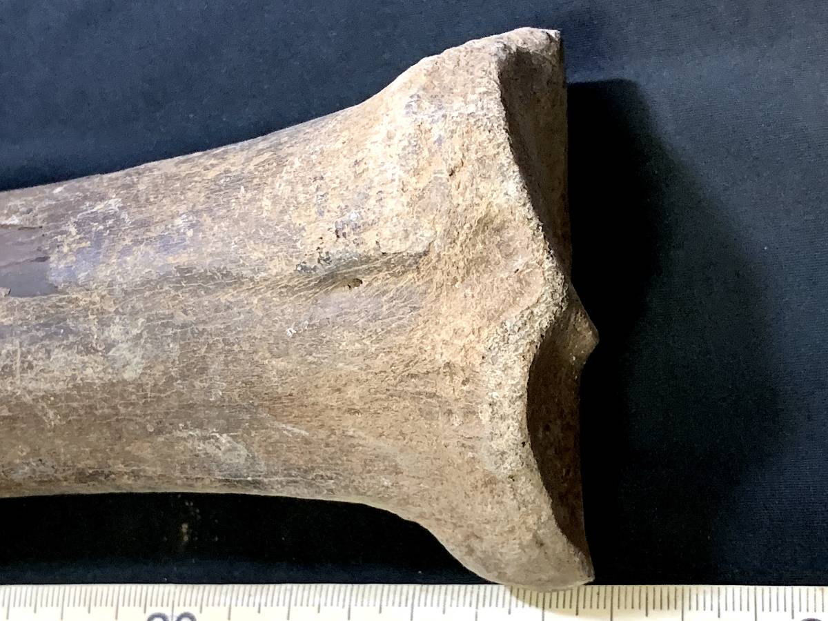 氷河期大型草食動物化石・G003・582g（中国産化石標本）_画像3