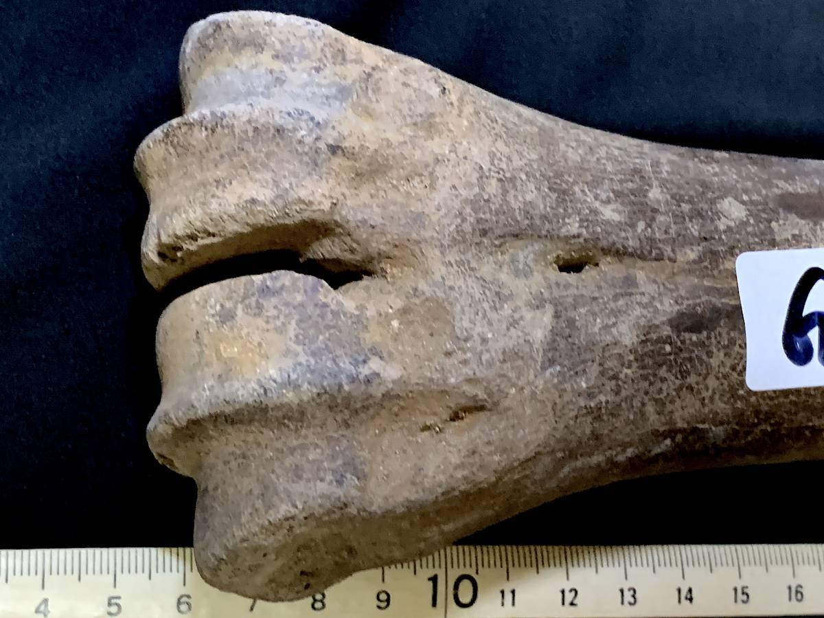 氷河期大型草食動物化石・G003・582g（中国産化石標本）_画像2