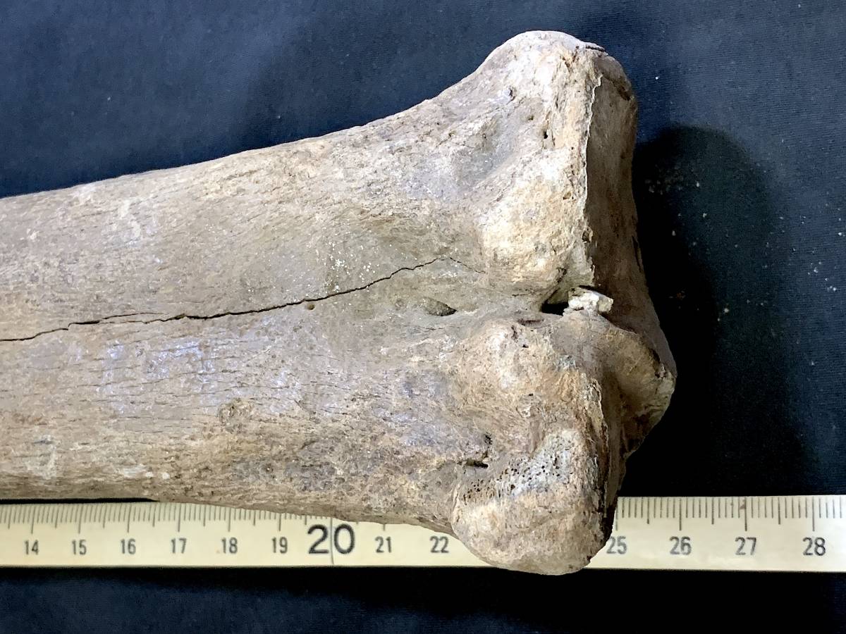 氷河期大型草食動物化石・G006・644g（中国産化石標本）_画像3