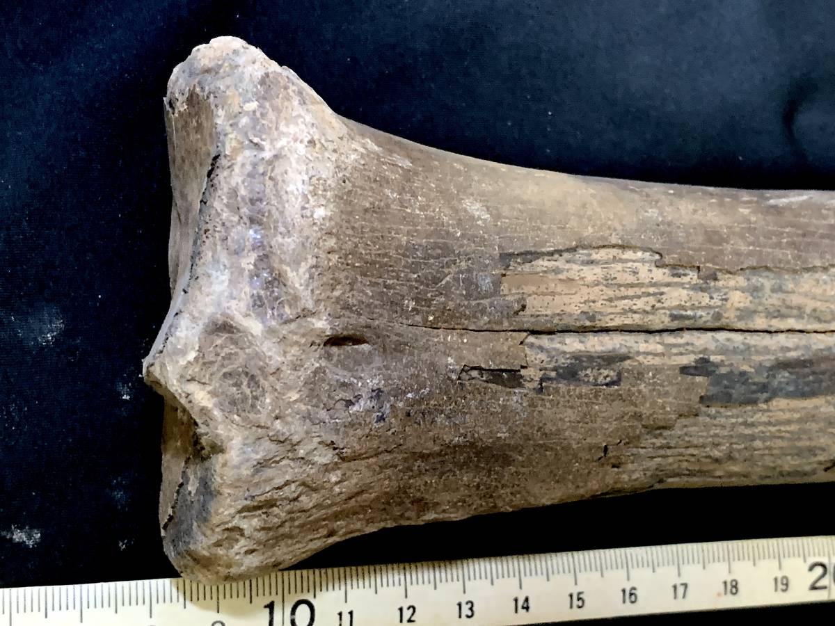 氷河期大型草食動物化石・G006・644g（中国産化石標本）_画像5