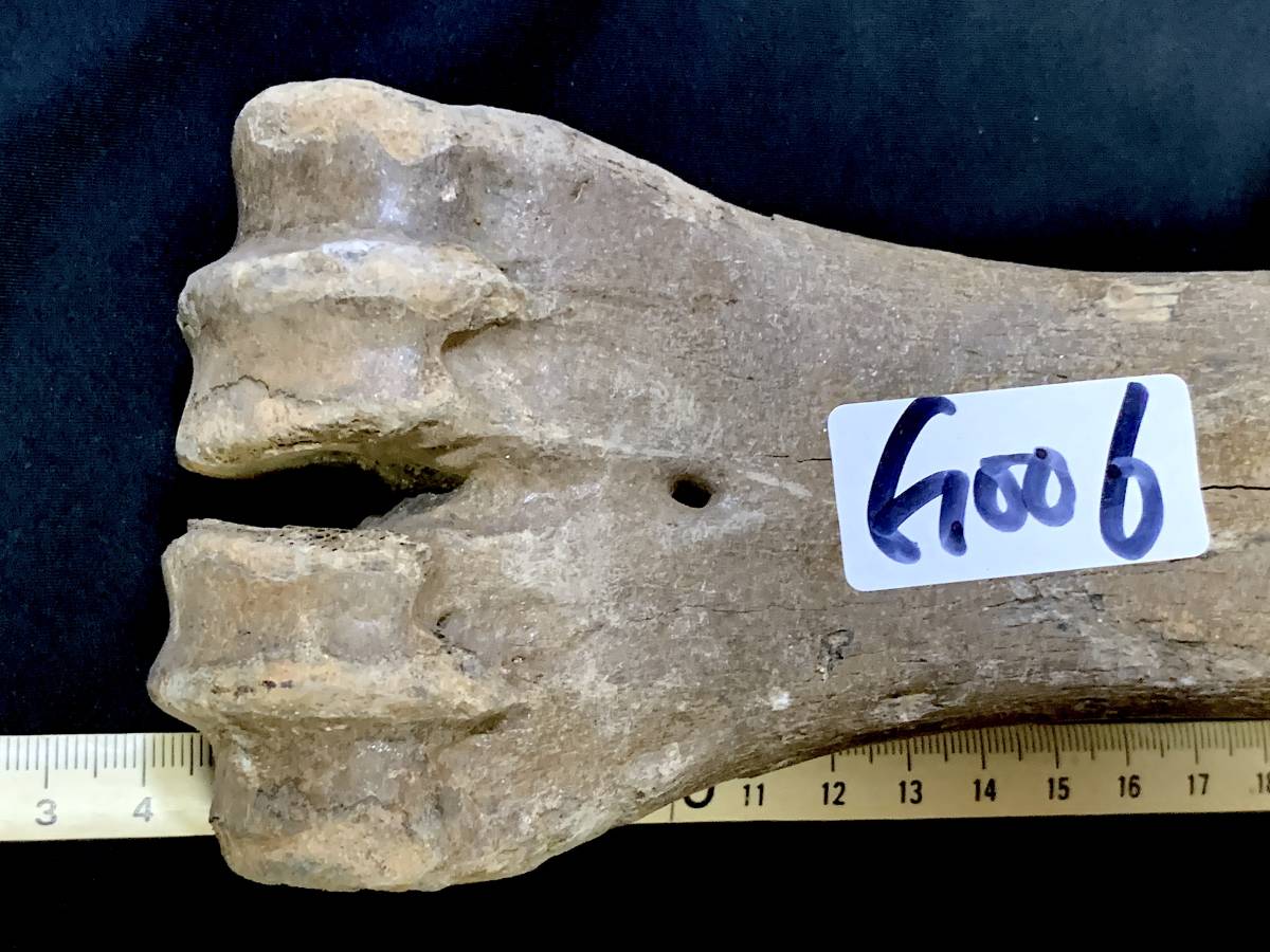 氷河期大型草食動物化石・G006・644g（中国産化石標本）_画像2