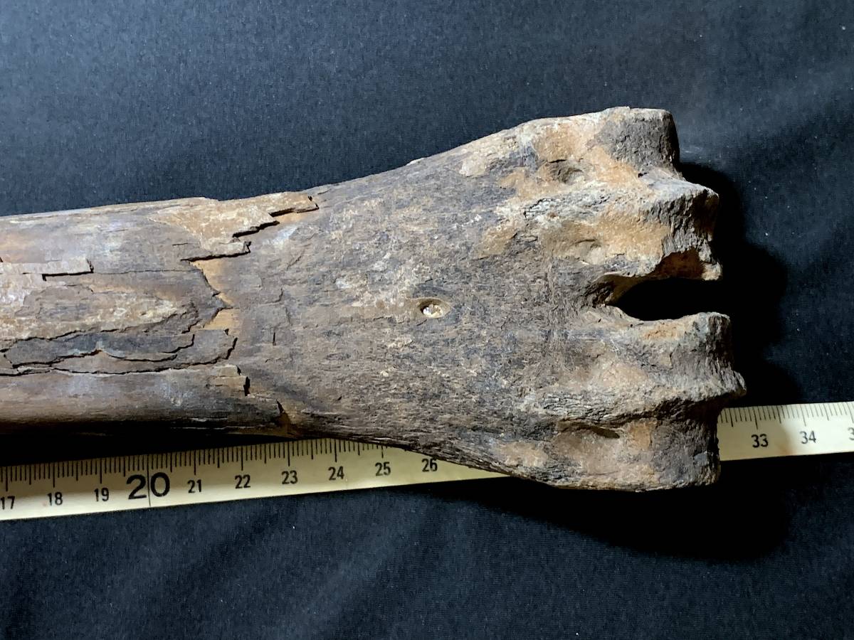 元の価格の販売 氷河期大型草食動物化石・G013・646g（中国産化石標本
