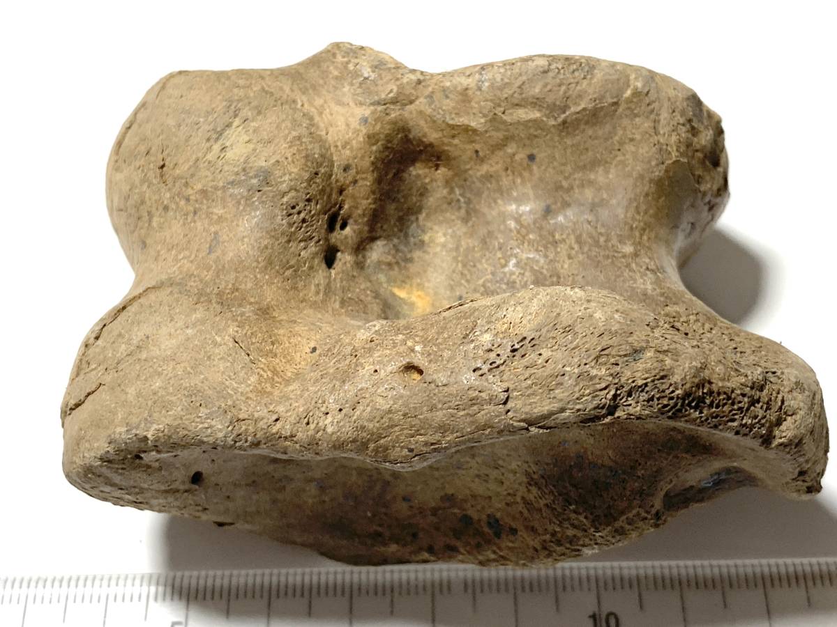 氷河期大型草食動物化石・G023・193g（中国産化石標本）_画像4