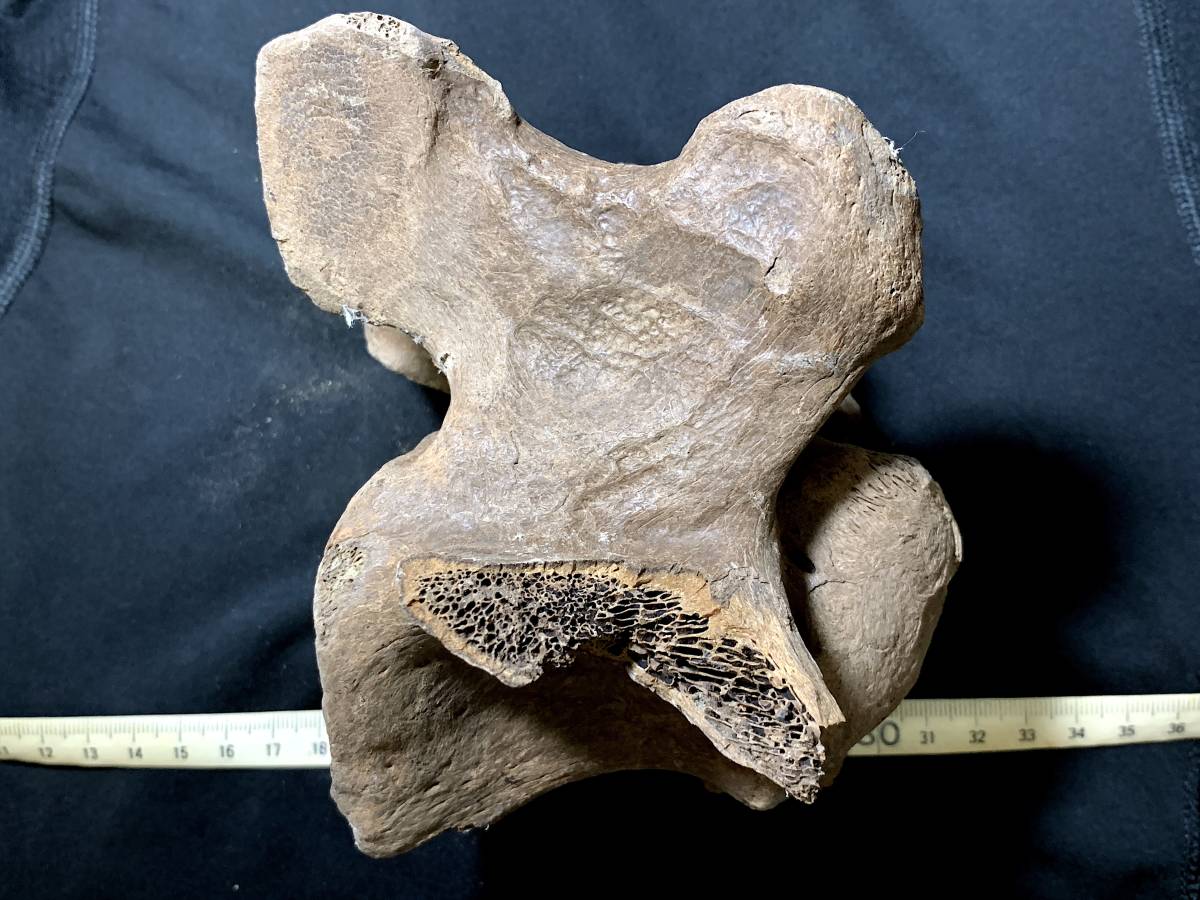  ice river period large . meal animal fossil *G039*689g( China production fossil specimen )