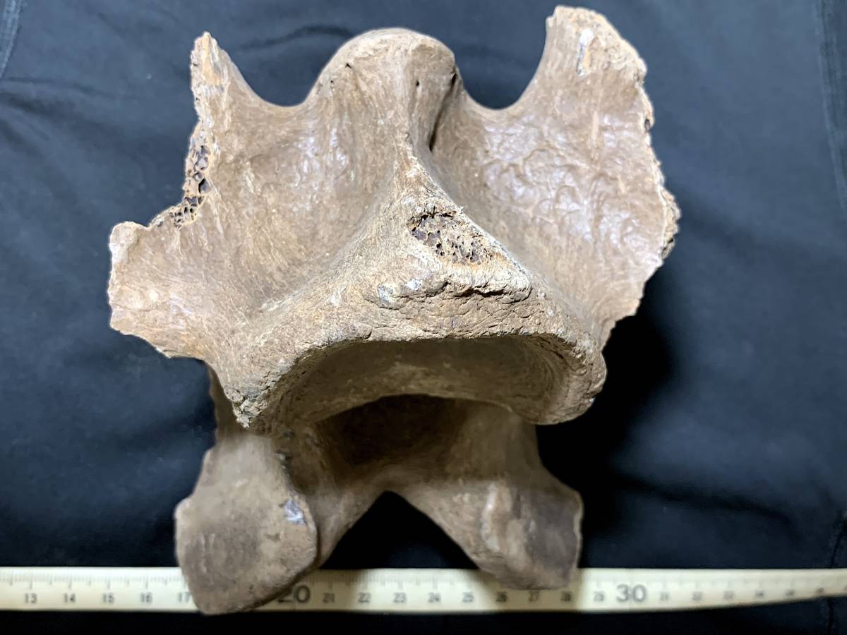  ice river period large . meal animal fossil *G039*689g( China production fossil specimen )