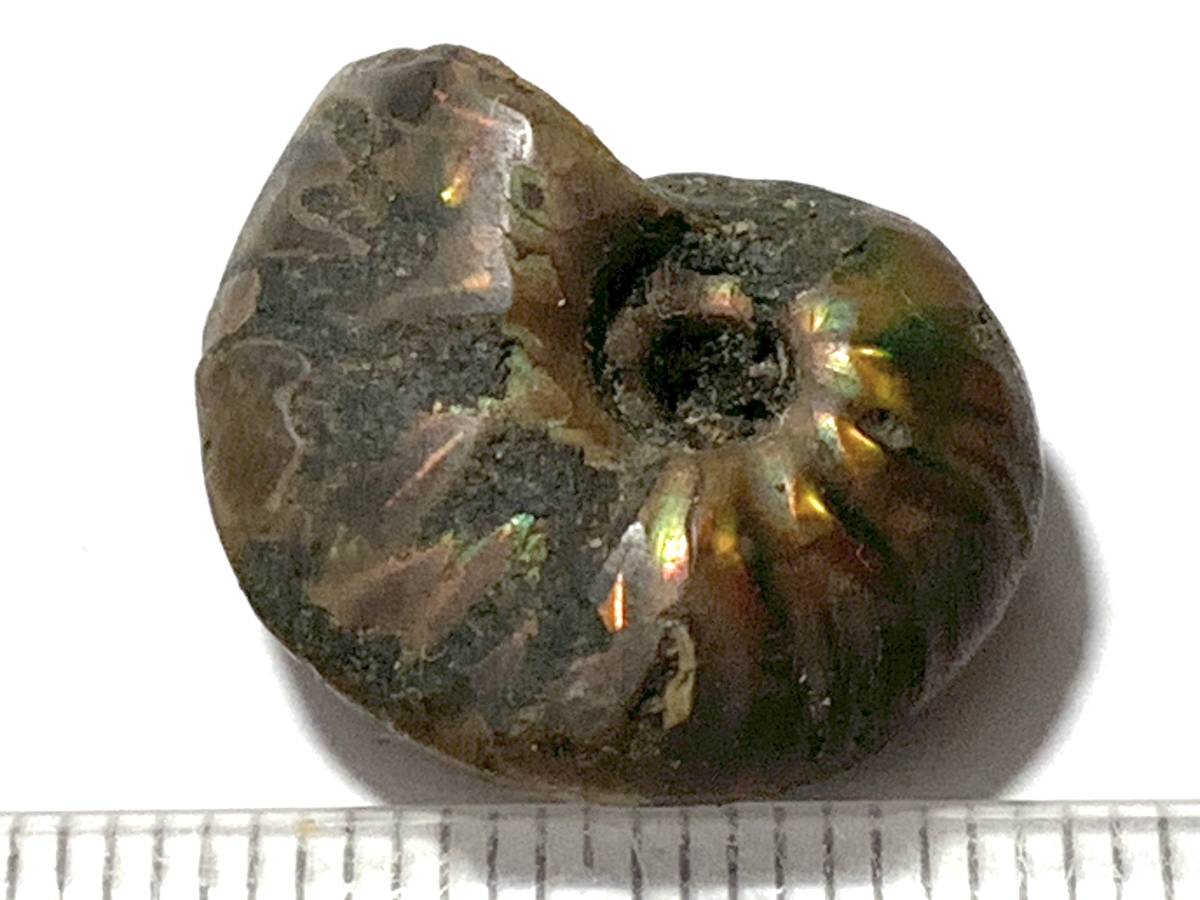 アンモナイト6-1・4g（マダガスカル産化石標本）_画像3