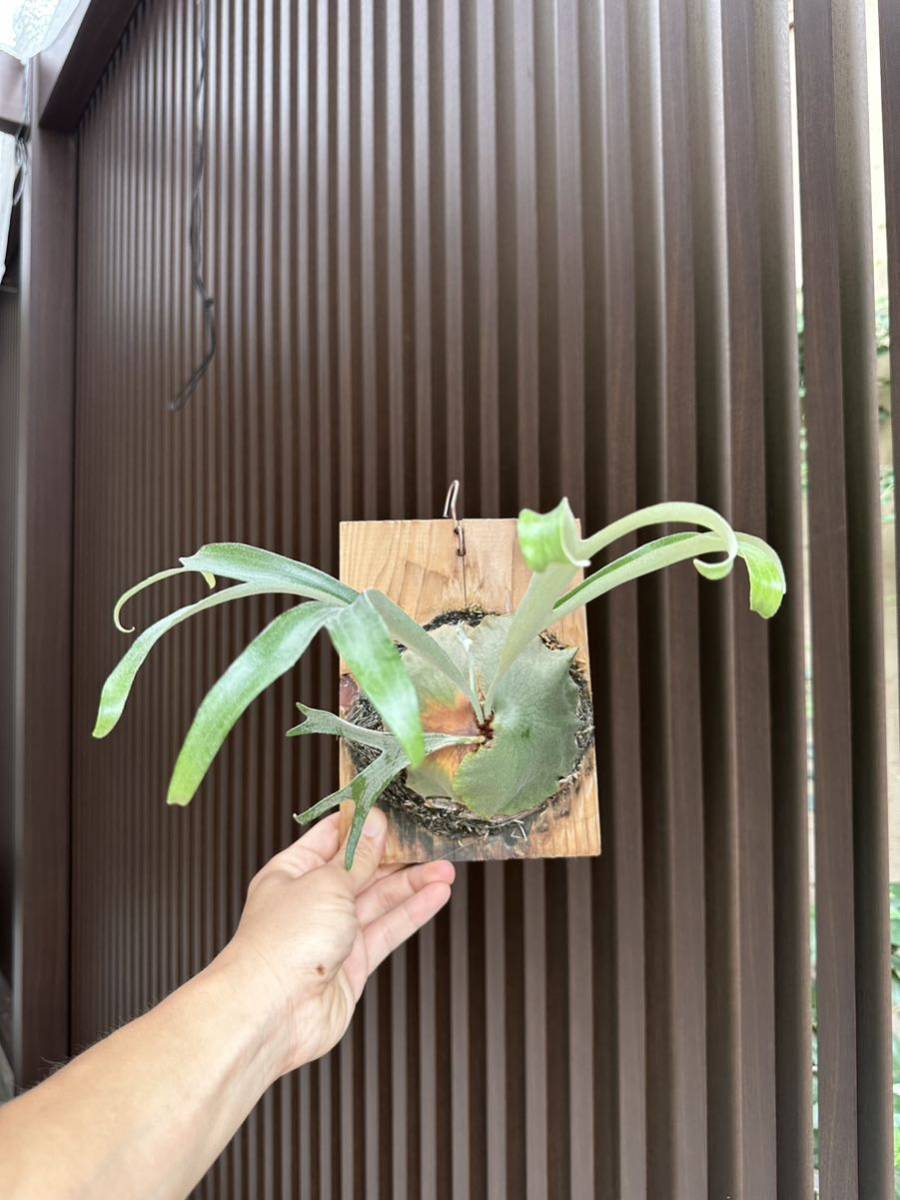 アルマダ コンパクト P.alcicorne var.Madagascar compact アルマダ コンパクト P.alcicorne var.Madagascar compact