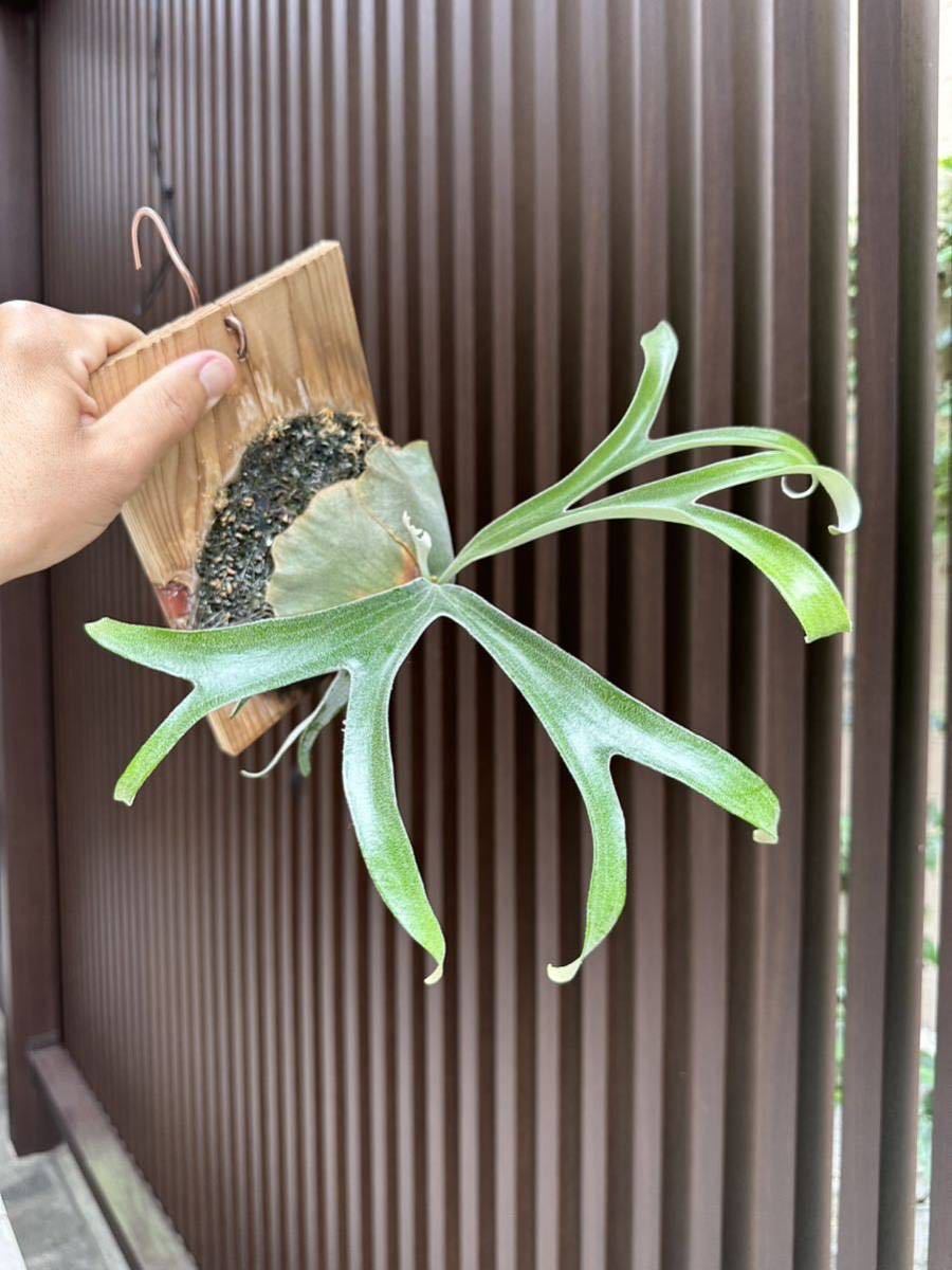 アルマダ コンパクト P.alcicorne var.Madagascar compact アルマダ コンパクト P.alcicorne var.Madagascar compact