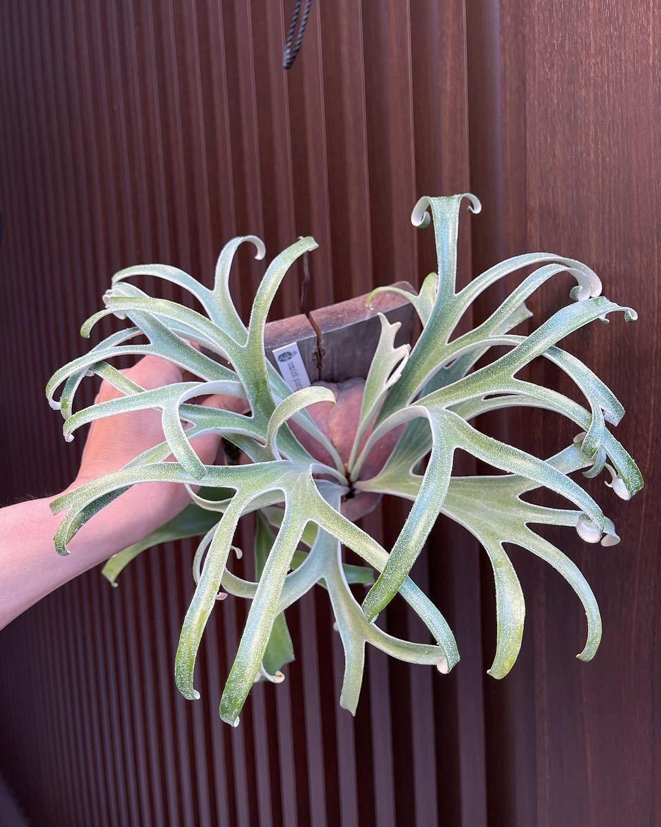 アルマダ コンパクト P.alcicorne var.Madagascar compact アルマダ コンパクト P.alcicorne var.Madagascar compact