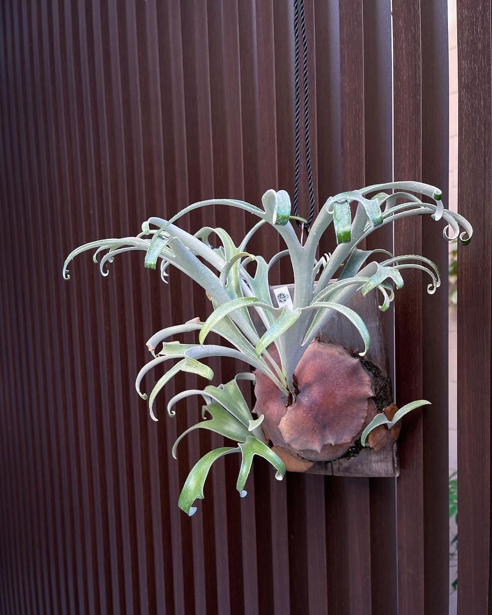 アルマダ コンパクト P.alcicorne var.Madagascar compact アルマダ コンパクト P.alcicorne var.Madagascar compact